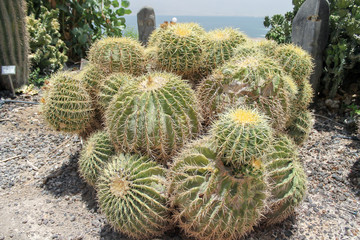 kaktusy kibuc Negew