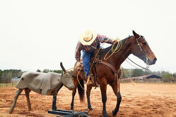 Cowboy in hat, blue jeand and checkered shirt riding horse, throwing lasso and training on bull simulator in ranch. Red clay background. Countryside