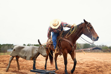 Cowboy in hat, blue jeand and checkered shirt riding horse, throwing lasso and training on bull...