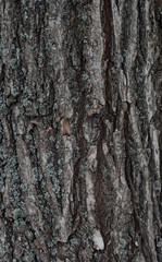 Obraz premium old wood tree texture background