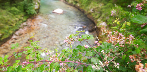 The blossoming bush raspberry against the background of the moun