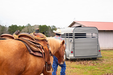 Man cowboy leading his horses from field to horsetrailer. Rural, countryside