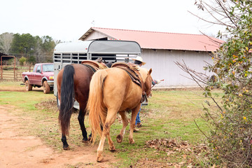 Fototapeta na wymiar Man cowboy leading his horses from field to horsetrailer
