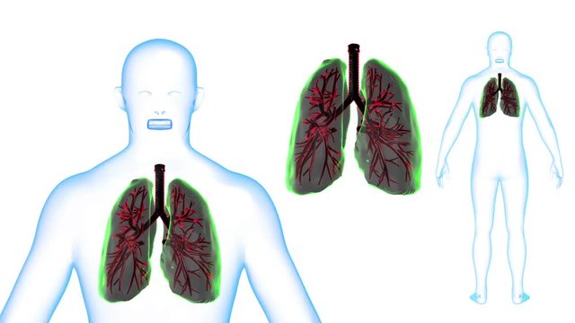 Human Body Lungs X-ray effects Loop Rotation. 3d render Full HD