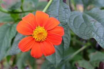 beautiful orange flower blossom in natural green garden.