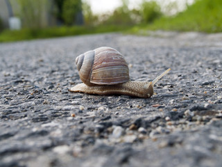 snail with a shell on the road, copy space
