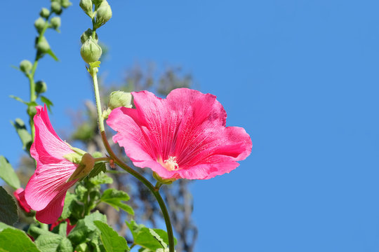 beautiful red flower blossom in natural green garden and blue sky