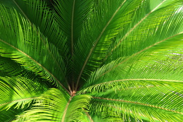 Naklejka na ściany i meble Green tropical fern