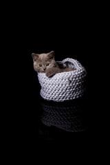 Kot w koszyku  - obrazy, fototapety, plakaty
