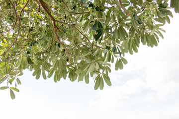 branch of tree and blue sky