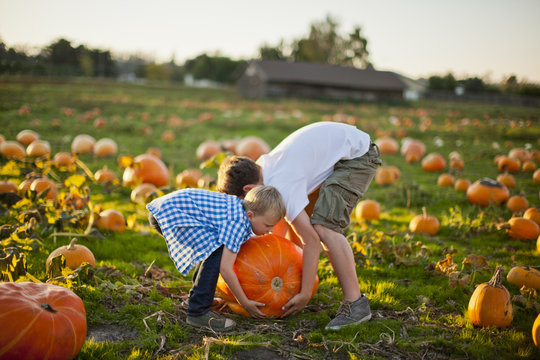 Two brothers playing in a pumpkin patch.