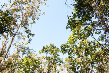 branch of tree and blue sky
