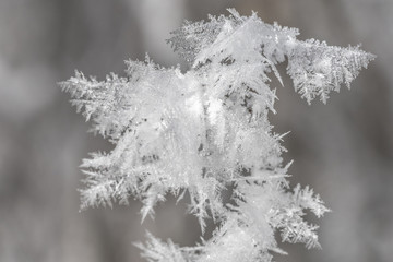 Winterliche feine Eiskristalle zieren Zweige von einem Baum
