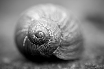 Snail shell, black and white.