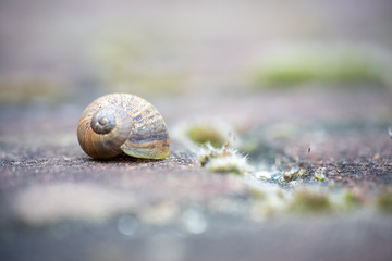 Snail on brick wall.