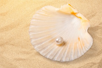 Shell.