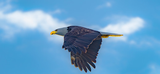 Eagle Eye