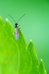 Fly on edge of leaf.
