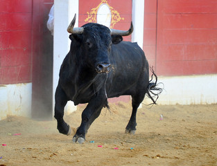 bull