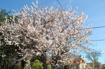 White wild Himalayan cherry blossom, Japanese sakura tree in a Neighborhood