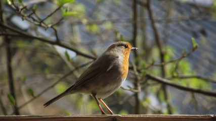 Robin on a Fence