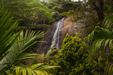 Greate and beautiful place in paradise. Green trees and plants in the mountain landscape of Sri Lanka.