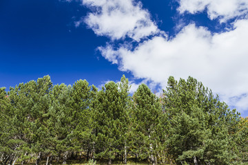 Green trees under blue sky and clouds