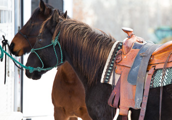 Side profile of a saddled black horse hitched to a trailer with another blurred horse in the background