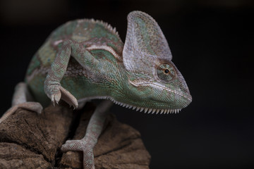 Green chameleon on the root, lizard, black background
