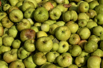 a lot of green apples