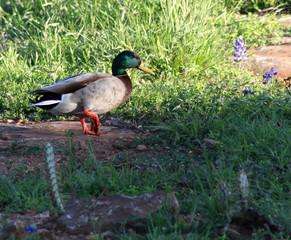 Mallards and cactus?