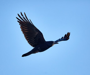 Crow in flight