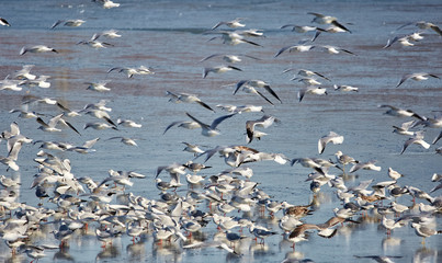 Nursery of water birds on a frozen river