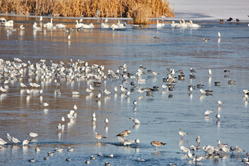 Nursery of water birds on a frozen river