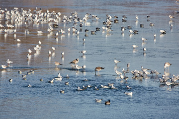 Nursery of water birds on a frozen river