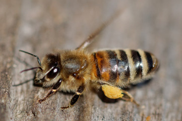 Carniolan honey bee with pollen