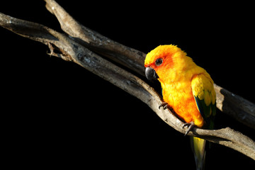 sun conure, beautiful yellow parrot bird