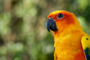 closeup of yellow parrot bird