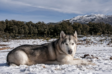 hermoso alaskan malamute en un entorno nevado