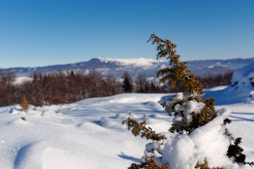 Fototapeta na wymiar Snow Covered Juniper branch in winter.