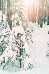 Obraz premium The image of winter forest