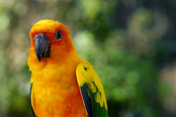 closeup of yellow parrot bird