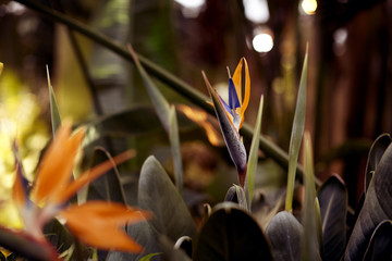 Bird of Paradise Flowers, tropical flower close-up in a botanical garden or nature