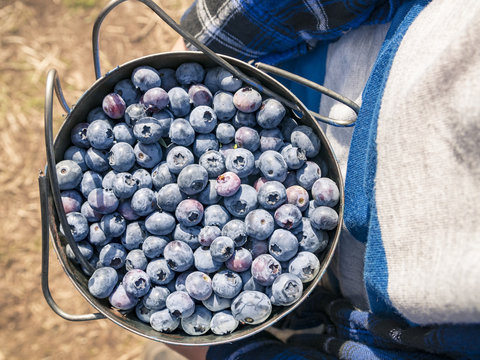 Hands Holding Metal Bucket Full of Fresh Picked Blueberries at U-Pick Farm