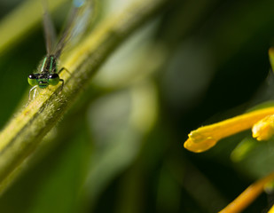 Green Dragonfly