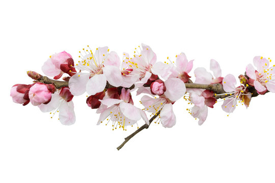 Branch of blossoming tree with pink flowers. Spring flowering. I