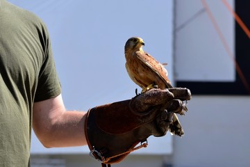 Kestrel on glove