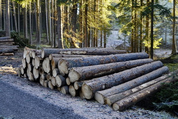 cut wood in the forest