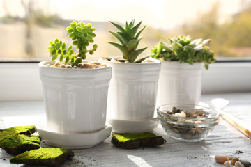 Beautiful composition of houseplants on windowsill