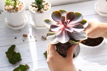 Florist replanting succulent, closeup